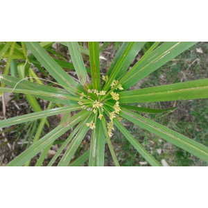 Cyperus alternifolius L.