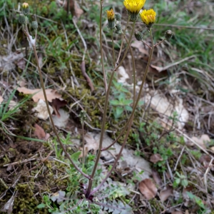 Photographie n°740792 du taxon Crepis nicaeensis Balb. [1807]