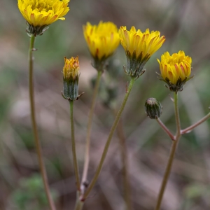 Photographie n°740793 du taxon Crepis nicaeensis Balb. [1807]