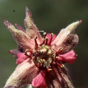 Fragaria palustris (L.) Crantz (Comaret)
