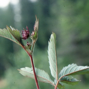 Photographie n°740883 du taxon Potentilla palustris (L.) Scop. [1771]