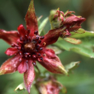 Photographie n°740884 du taxon Potentilla palustris (L.) Scop. [1771]