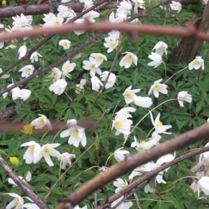 Photographie n°741198 du taxon Anemone nemorosa L. [1753]