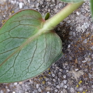 Photographie n°741237 du taxon Hypericum pulchrum L. [1753]