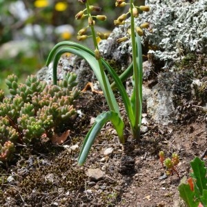 Photographie n°741300 du taxon Muscari comosum (L.) Mill. [1768]