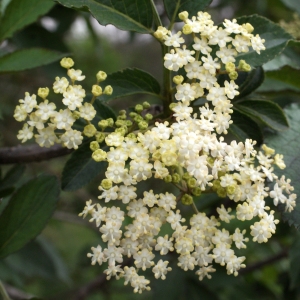 Photographie n°741337 du taxon Sambucus nigra L. [1753]