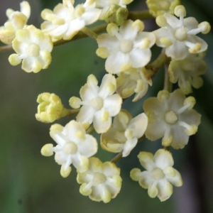 Photographie n°741341 du taxon Sambucus nigra L. [1753]