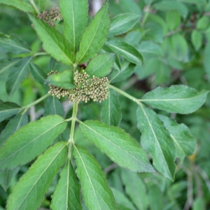 Photographie n°741348 du taxon Sambucus nigra L. [1753]