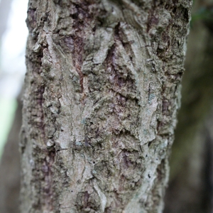 Photographie n°741368 du taxon Sambucus nigra L. [1753]