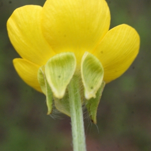 Photographie n°741402 du taxon Ranunculus bulbosus L. [1753]