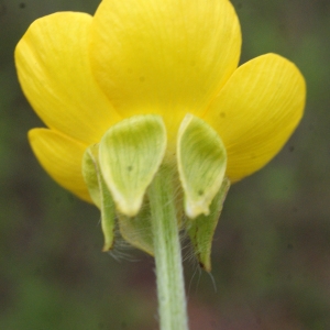 Photographie n°741403 du taxon Ranunculus bulbosus L. [1753]