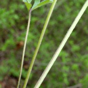 Photographie n°741404 du taxon Ranunculus bulbosus L. [1753]