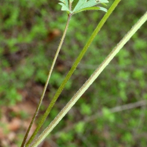 Photographie n°741405 du taxon Ranunculus bulbosus L. [1753]