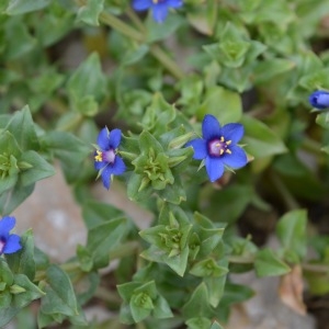 Photographie n°741481 du taxon Lysimachia arvensis (L.) U.Manns & Anderb. [2009]