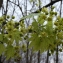  Liliane Roubaudi - Acer platanoides L.