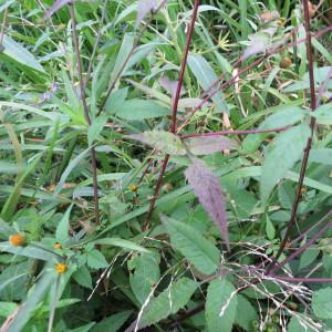 Photographie n°741704 du taxon Bidens tripartita subsp. tripartita