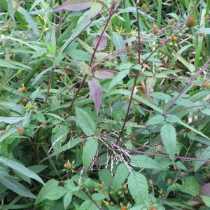 Photographie n°741705 du taxon Bidens tripartita subsp. tripartita