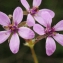  Liliane Roubaudi - Erodium cicutarium (L.) L'Hér.