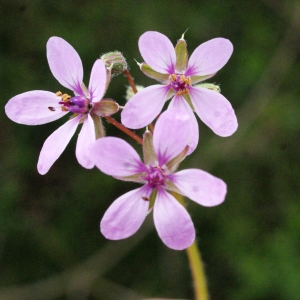 Photographie n°741767 du taxon Erodium cicutarium (L.) L'Hér.