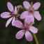  Liliane Roubaudi - Erodium cicutarium (L.) L'Hér.