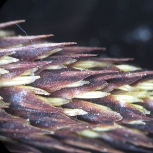 Photographie n°741800 du taxon Carex riparia Curtis [1783]