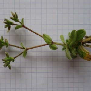 Photographie n°741806 du taxon Cerastium glomeratum Thuill.