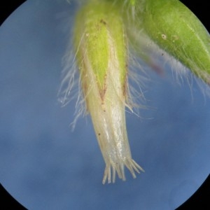 Photographie n°741807 du taxon Cerastium glomeratum Thuill.