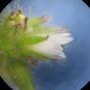 Photographie n°741808 du taxon Cerastium glomeratum Thuill.