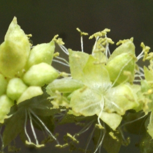 Synema annuum (L.) Dulac (Mercuriale annuelle)