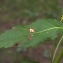  Liliane Roubaudi - Mercurialis annua L. [1753]