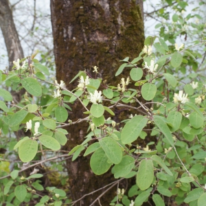Photographie n°741843 du taxon Lonicera xylosteum L. [1753]