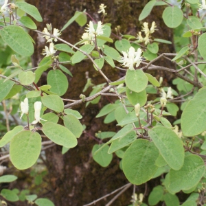 Photographie n°741844 du taxon Lonicera xylosteum L. [1753]
