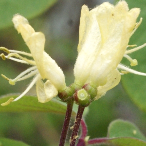 Photographie n°741846 du taxon Lonicera xylosteum L. [1753]