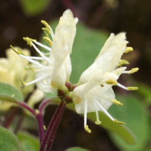 Lonicera leiophylla A.Kern. (Chèvrefeuille à balais)