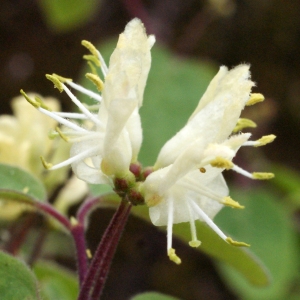 Lonicera xylosteum f. elliptica Beck (Chèvrefeuille à balais)