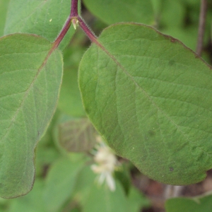 Photographie n°741850 du taxon Lonicera xylosteum L. [1753]