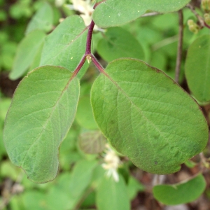 Photographie n°741851 du taxon Lonicera xylosteum L. [1753]