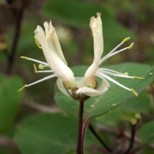 Photographie n°741852 du taxon Lonicera xylosteum L. [1753]