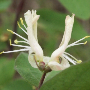 Photographie n°741853 du taxon Lonicera xylosteum L. [1753]