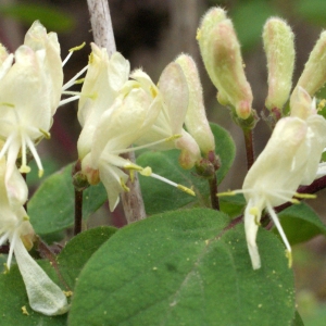 Photographie n°741855 du taxon Lonicera xylosteum L. [1753]