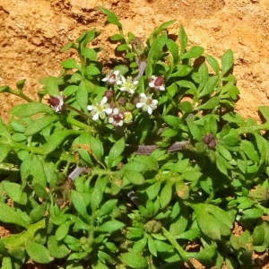 Photographie n°741877 du taxon Hornungia petraea (L.) Rchb. [1838]