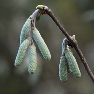 Photographie n°742001 du taxon Corylus avellana L. [1753]