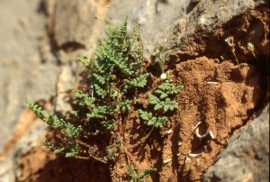 Liliane Roubaudi, le 10 avril 1993 (Grèce (gorges de Tilissos))