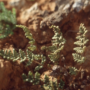 Photographie n°742053 du taxon Cheilanthes fragrans (L.) Sw. [1806]