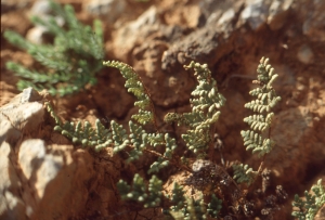 Liliane Roubaudi, le 10 avril 1993 (Grèce (gorges de Tilissos))