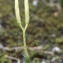  Liliane Roubaudi - Lycopodium clavatum subsp. clavatum
