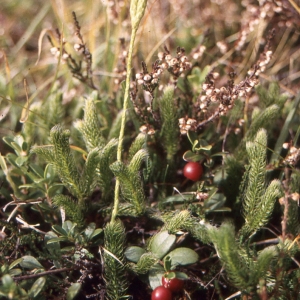 Photographie n°742059 du taxon Lycopodium clavatum subsp. clavatum