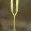  Liliane Roubaudi - Lycopodium clavatum subsp. clavatum