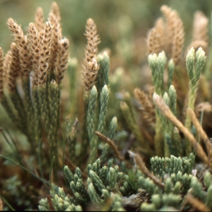 Lycopodium alpinum L. (Lycopode des Alpes)