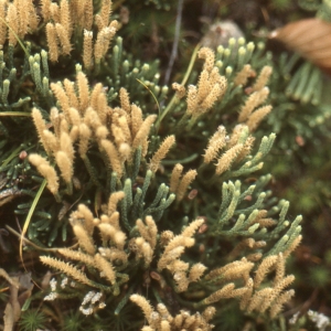 Photographie n°742064 du taxon Lycopodium alpinum L. [1753]